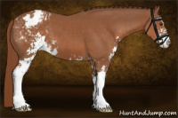 Horse Color:Chestnut Sabino Appaloosa