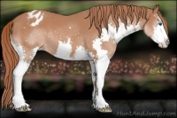 Horse Color:Chestnut Sabino Splash Appaloosa 