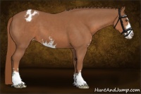 Horse Color:Chestnut Sabino Blanket 