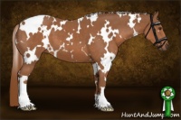 Horse Color:White Spotted Chestnut 