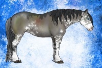 Horse Color:Grullo Mushroom Sabino Splash Rabicano