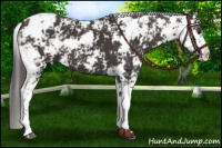 Horse Color:Smoky Black Sabino 