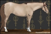 Horse Color:Grullo Pearl