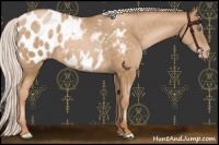 Horse Color:Silver Buckskin Pearl Appaloosa 