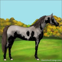 Horse Color:Void Classic Champagne Splash 