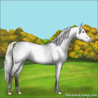 Horse Color:Gray Void Silver Black Chinchilla Splash 