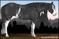 Horse Color:White Spotted Black Sabino Splash 