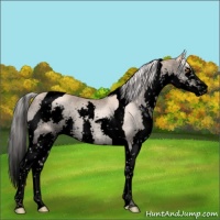 Horse Color:Void Silver Classic Champagne Sabino Splash Tobiano 