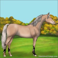 Horse Color:Void Silver Classic Champagne 