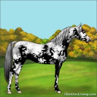 Horse Color:Void Silver Classic Champagne Chinchilla Splash 