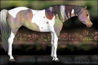 Horse Color:Nacre Brown Dun Tobiano 