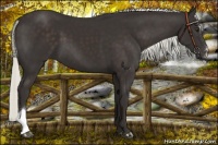 Horse Color:Liver Chestnut Mushroom 