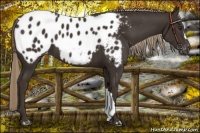 Horse Color:Liver Chestnut Appaloosa 