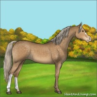 Horse Color:Chocolate Palomino Mushroom Appaloosa 