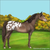 Horse Color:Liver Chestnut Appaloosa 