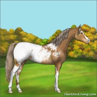 Horse Color:White Spotted Chocolate Palomino Appaloosa 