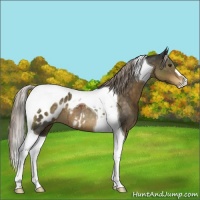 Horse Color:Chocolate Palomino Tobiano Appaloosa 