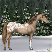Horse Color:Black Pearl Appaloosa 