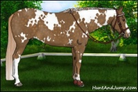 Horse Color:White Spotted Chocolate Palomino