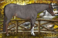 Horse Color:Liver Red Roan 