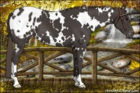Horse Color:White Spotted Smoky Black Blanket 
