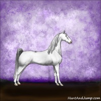 Horse Color:Black Sabino Appaloosa Rabicano