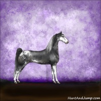Horse Color:Black Sabino Appaloosa Rabicano