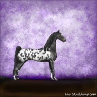 Horse Color:Black Sabino Appaloosa Rabicano 
