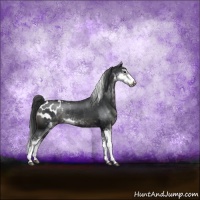 Horse Color:Black Sabino Appaloosa Rabicano 