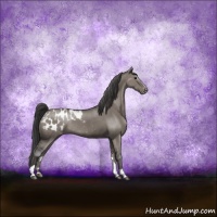 Horse Color:Grullo Sabino Appaloosa Rabicano 