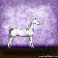 Horse Color:Black Sabino Appaloosa Rabicano