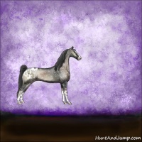 Horse Color:Blue Onyx Sabino Appaloosa Rabicano