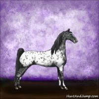 Horse Color:Black Sabino Appaloosa Rabicano