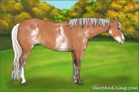Horse Color:White Spotted Silver Bay Splash Frame
