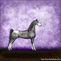 Horse Color:Black Sabino Appaloosa Rabicano 
