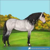 Horse Color:Gray Platinum Buckskin Roan 
