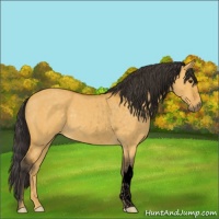 Horse Color:Void Buckskin Dun 