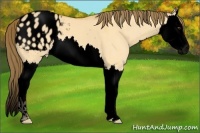 Horse Color:Void Buckskin Dun Splash Appaloosa 