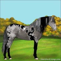 Horse Color:Grullo Tobiano