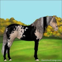 Horse Color:Bay Roan Dun Tobiano Appaloosa 