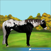Horse Color:Liver Chestnut Ice Splash Rabicano 