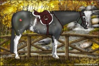 Horse Color:White Spotted Liver Chestnut Rabicano