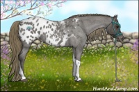 Horse Color:Smoky Blue Roan Tobiano Appaloosa 