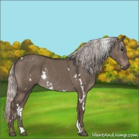 Horse Color:White Spotted Silver Grullo 