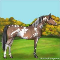 Horse Color:White Spotted Bay Mushroom 