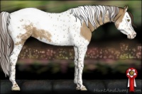 Horse Color:Classic Cream Champagne Splash Tobiano Appaloosa 