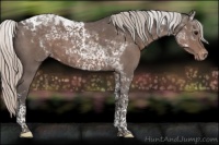 Horse Color:Silver Black Tobiano Appaloosa 