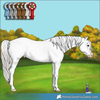 Horse Color:Silver Smoky Black Splash Tobiano Varnish 