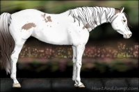 Horse Color:Classic Champagne Splash Tobiano Appaloosa 