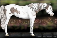 Horse Color:Silver Black Splash Tobiano 